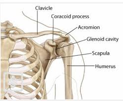 It's hard to underestimate the importance of the spine in your overall anatomy. Shoulder Anatomy Part 1 My Statement Blog 1306