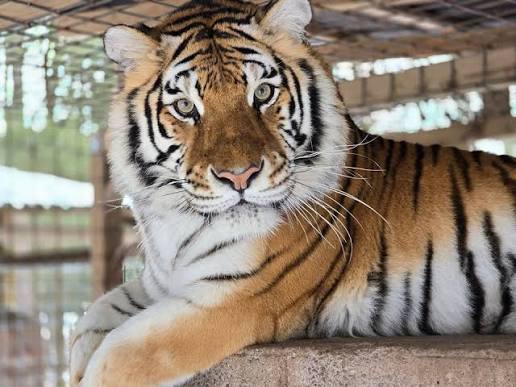 Claws 'N' Paws Wild Animal Park