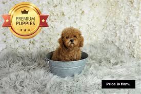 sold chewbacca teacup toy poodle 4