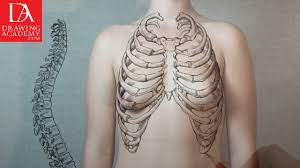This results in the drawing in of air into the thorax. Bones In The Human Body Video Lesson In The Drawing Academy Course Drawing Academy