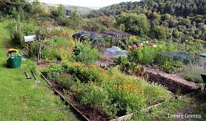 How To Start A Vegetable Garden From
