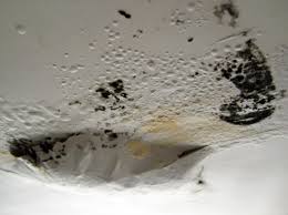 toxic black mold everything you need