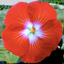 Image result for saffron and orange flowers