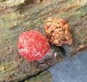 Resultado de imagem para red raspberry slime mould