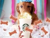 how-much-does-a-pup-cup-cost-at-starbucks