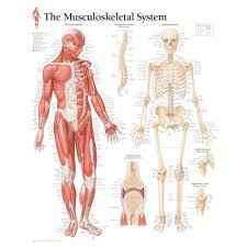 Musculoskeletal System Chart