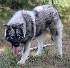 See Our DireWolf Dogs | Dire Wolf Project