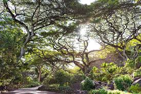 botanical gardens in oahu hawaii