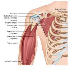 shoulder blade pain it may be scar