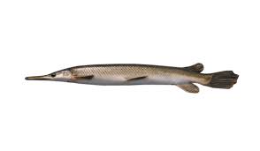 fish id wisconsin sea grant