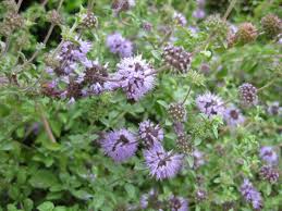 Mentha pulegium - Wikipedia