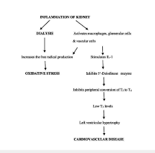 Flow Chart Showing The Consequences Of Dialysis Associated