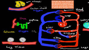 blood hsc biology