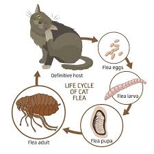 getting rid of fleas tufts catnip