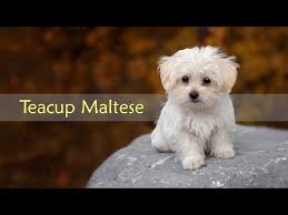 teacup maltese dog breed information