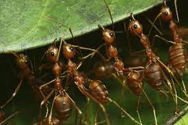 Maybe you would like to learn more about one of these? Pest Control Roanoke Rapids Nc People S Termite And Pest Control