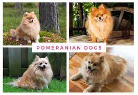 pomeranian dog complete list 2023