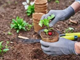 Beginner Gardening Tips Grilling And