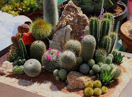 Hd Wallpaper Cactus Plant Nature
