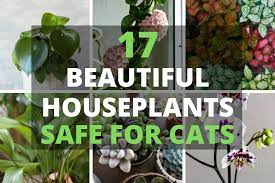 17 Beautiful Houseplants Safe For Cats
