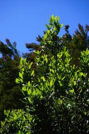 Bay Leaf Plant