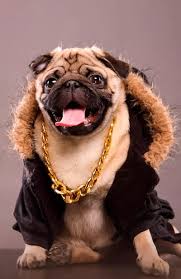 cool pug dog puppy hd phone