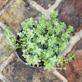 What type of thyme is used for cooking?