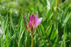 File:Trifolium Alpinum - Alpine Flora.jpg - Wikimedia Commons
