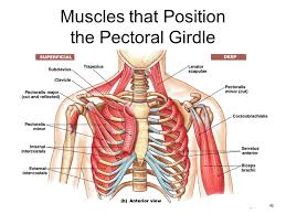 In pregnancy, the muscles of the anterior abdominal wall become stretched as the fetus grows and the uterus projects from the pelvic cavity into the abdomen. Muscles Of The Chest And Abdomen Ppt Video Online Download