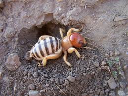 Camel spiders, more properly known as solifugids, are an elusive order of arachnids native to deserts all over the world (pretty much everywhere ecept in australia and antarctica). Mary Anning S Revenge Disturbingly Cute Things Animals Weird Animals Cute Animals