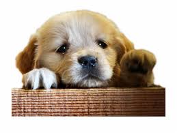 Find over 100+ of the best free sad puppy images. Sad Dog Hard Truths From Cute Puppies Transparent Png Download 1028104 Vippng