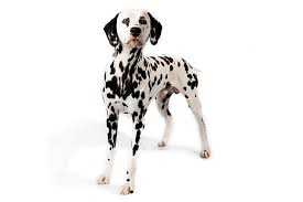 Dalmatian Dog Breed Information