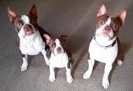 boston terrier puppies