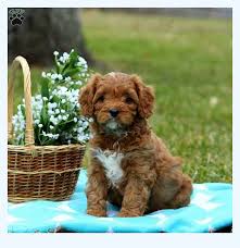 Cavapoo pups are super cute and adorable which makes this breed very popular and a favorite of new puppy owners. Rules Not To Follow About Cavapoo Puppies For Sale Dog Breed