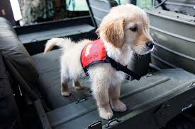Image result for service dogs