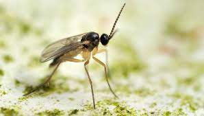 Voici comment se débarrasser des moustiques fongiques dans tes plantes  d'intérieur ! | PLNTS.com