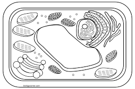 Diagram of a plant cell. Plant Cell Coloring