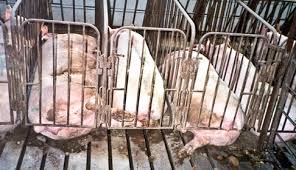 Image result for pig confinement pens