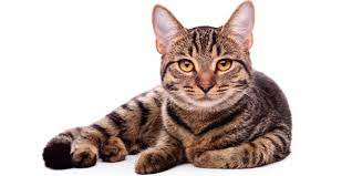200 striped cat names ideas for your
