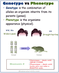 phenotype and genotype