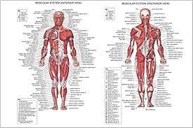 Each of these muscles is a discrete organ constructed of skeletal muscle tissue blood vessels tendons and nerves. Amazon Com Human Body Muscle Anatomy Poster Detailed With Labels 13x19 Poster Posters Prints