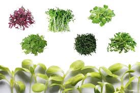the 14 most nutritious microgreens to
