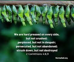 Crushed but not Destroyed - 2MefromHim Devotional - Norma GailNorma Gail