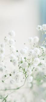 white flowers in macro lens iphone