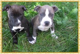 Lines are clearly defined and rules are set. American Staffordshire Terrier Welpen Amstaff 820008