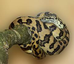 carpet pythons are the second biggest