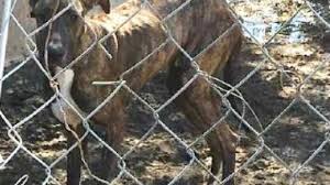 Последние твиты от boxer puppies (@puppiesboxer). Three Indiana Dog Breeders On Humane Society Of The United States Horrible Hundred Puppy Mills