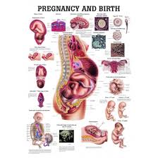 Pregnancy And Birth Chart Laminated
