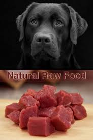 Raw Feeding A Natural Diet For Labradors The Labrador Site