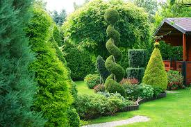 Trees And Shrubs For Small Yards